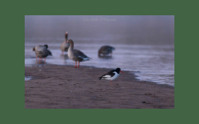 Элвис Антсон Фотограф. Птицы Костромской области. Кулик-сорока (Haematopus ostralegus) Элвис Антсон. Птицы Костромской области. Кулик-сорока (Haematopus ostralegus)