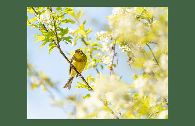Элвис Антсон Фотограф. Птицы Костромской области. Обыкновенная овсянка (Emberiza citrinella)