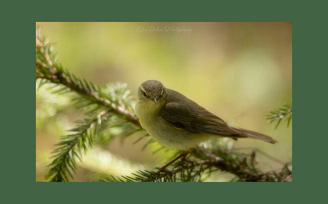 Элвис Антсон Фотограф. Птицы Костромской области. Пеночка-весничка (Phylloscopus trochilus)