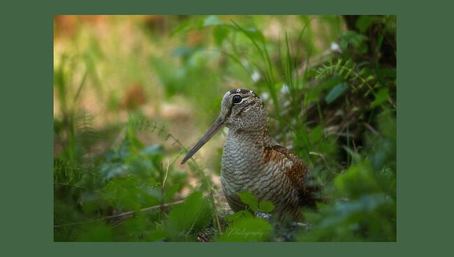 Элвис Антсон Фотограф. Птицы Костромской области. Вальдшнеп (Scolopax rusticola) Вид птиц семейства бекасовых.