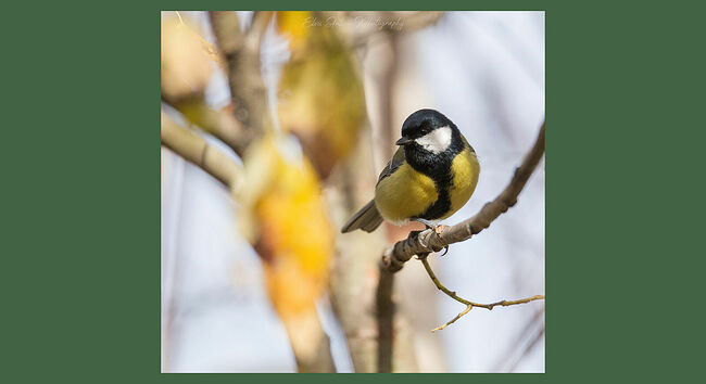 Элвис Антсон Фотограф. Птицы Костромской области. Большая синица (Parus major)