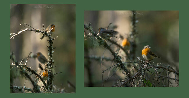 Элвис Антсон Фотограф. Птицы Костромской области. Зарянка, малиновка (Erithacus rubecula) Все в сборе :)