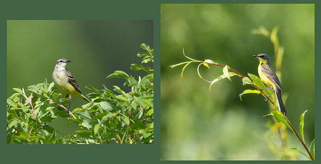 Элвис Антсон Фотограф. Птицы Костромской области. Жёлтая трясогузка (Motacilla flava) Самка и самец