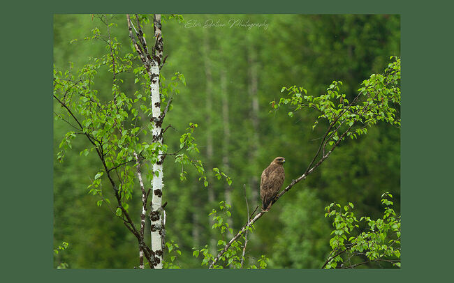 Элвис Антсон Фотограф. Птицы Костромской области. Обыкновенный канюк (Buteo buteo)