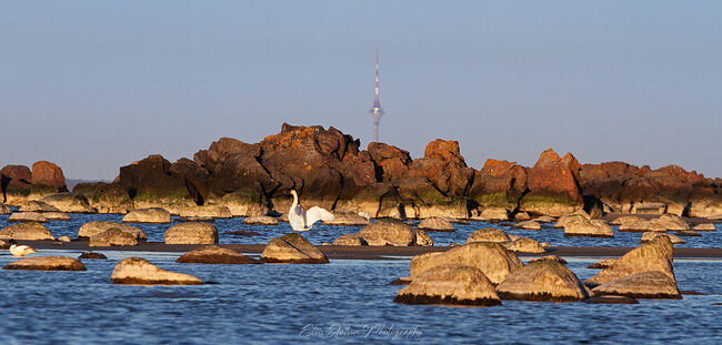 Элвис Антсон Фотограф. От Балтийского моря глаз не отвести.