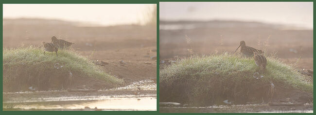 Элвис Антсон Фотограф. Птицы Костромской области.. Элвис Антсон. Птицы Костромской области.. Без названия