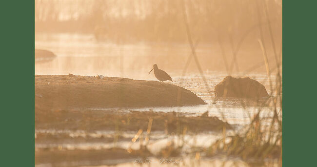Элвис Антсон Фотограф. Птицы Костромской области.. В начале октября бекасы массово покидают Родину и летят в Африку и Южную Азию, чтобы в марте вернуться снова. Питается бекас беспозвоночными: дождевыми червями, жучками, мелкими моллюсками. Также в рацион входят мальки рыб и рачки. Растения тоже присутствуют: водоросли и корешки. А мелкие песчинки помогают переваривать грубую растительную пищу. Свой длинный клюв бекас использует, как пипетку: погружает его в грунт и втягивает всё вкусное в себя. На охоту птица выходит в ночное время и рано утром. Селится у болот, сырых лугов, топких берегов водоёмов и в тундре. Самым главным врагом бекаса является человек! Этот кулик - ценный трофей, потому что охотнику в него сложно попасть: у бекаса зигзагообразный полёт; его сложно подкараулить: птица ведёт скрытный образ жизни, а камуфляж помогает ему стать невидимкой.