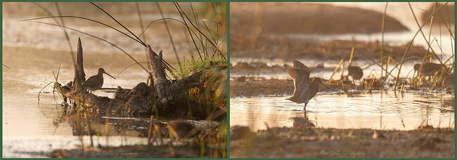 Элвис Антсон Фотограф. Птицы Костромской области..