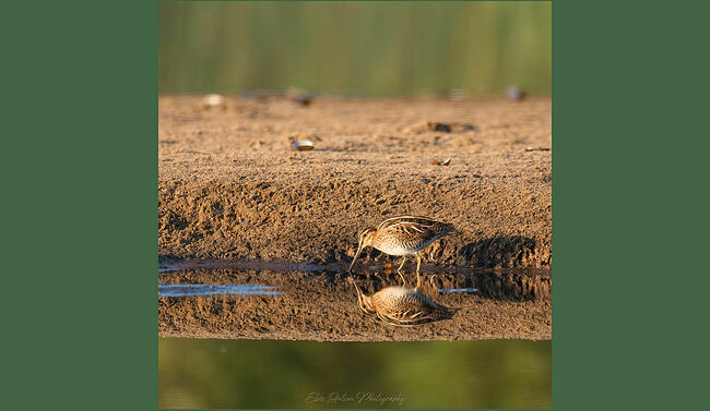 Элвис Антсон Фотограф. Птицы Костромской области..
