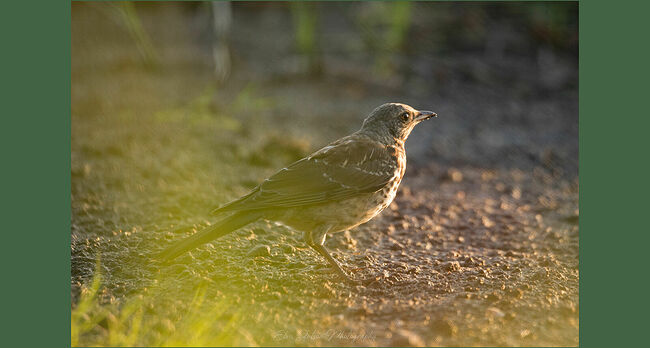 Элвис Антсон Фотограф. Птицы Костромской области.. Дрозд-рябинник (Turdus pilaris)