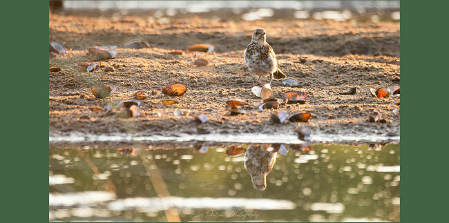 Элвис Антсон Фотограф. Птицы Костромской области..