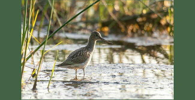 Элвис Антсон Фотограф. Птицы Костромской области.. Большой улит (лат. Tringa nebularia) — вид птиц из семейства бекасовых.