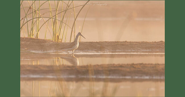 Элвис Антсон Фотограф. Птицы Костромской области..