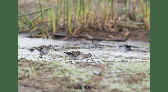Элвис Антсон Фотограф. Птицы Костромской области.. Фифи (лат. Tringa glareola) — вид птиц семейства бекасовых, род улитов. Когда я снимаю околоводный пейзаж, то вижу много разных куликов, они очень пугливые, завидев человека, сразу улетают. А когда фотографируешь птиц из палатки, то они даже не подозревают, что в двух метрах от них находится фотограф. Очень интересно наблюдать за птицами. Это совсем другой мир. В середине апреля в Кологрив из Африки, Южной Азии и даже Австралии прилетает длинноногий кулик с забавным названием – фифи. Летит он и день, и ночь, преодолевая иной раз тысячу километров без передышки. А размером всего со скворца. Выходит, мал да удал фифи! Название своё птица получила из-за звуков, которые издаёт, напоминающих свист: "фи-фи". Селится фифи на болотах, мелких лесных водоёмах, небольших озерцах, на пойменных лугах. Этот куличок очень ловко бегает и по воде, и по мокрой траве, потряхивая маленьким хвостиком, как трясогузка. Кормятся по берегам, вдоль кромки воды, вылавливая насекомых, выползающих на отмель, также поедают семена трав. Фифи очень болтливы, молчат они только тогда, когда сидят на гнёздах. Гнездо пара располагает на земле, в ямке, выстлав её сухой травой, может воспользоваться и чужим гнездом – дрозда, например. Гнездо искусно скрывается птицами в густой траве. И чтобы быть «в курсе событий» первыми, фифи селятся рядом с чайками и крачками. В кладке бывает до четырёх яиц. Родители высиживают яйца попеременно, после вылупления через два дня дети начинают находить корм самостоятельно. Бурое оперение делает их невидимками. Родители защищают птенцов от хищников, бесстрашно кидаются на неприятеля с криками, прогоняя его. При наступлении опасности, дети падают на землю и замирают. Люди по незнанию могут растоптать их, поэтому нельзя беспокоить птиц в период гнездования на пойменных лугах и болотах! В возрасте трёх недель маленькие птички покидают родителей, а половой зрелости они достигают только в два, а то и в три года. Перед отлётом в тёплые края взрослые фифи начинают линять (с июля по сентябрь). А молодые фифи поменяют наряд с сентября по январь. Самки и самцы имеют одинаковый окрас. Вот такие интересные кулички с оливковыми длинными ножками, прямым тонким клювом и белым брюшком. Латинское название: Tringa glareola, род улитов семейства бекасовых.