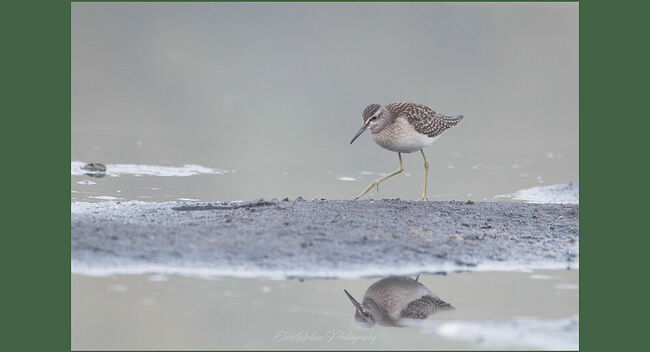 Элвис Антсон Фотограф. Птицы Костромской области..