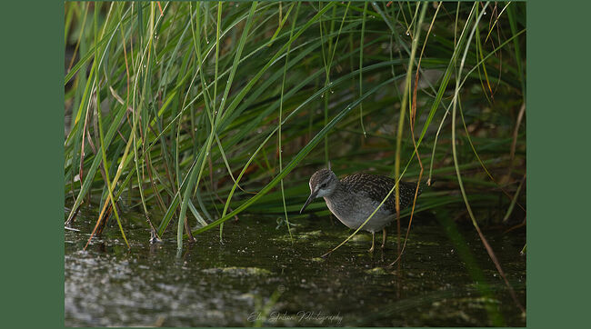 Элвис Антсон Фотограф. Птицы Костромской области..