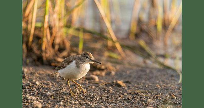 Элвис Антсон Фотограф. Птицы Костромской области.. Кто это низко летает над водой, перемещаясь с берега на берег, будто что-то перевозит? Конечно, кулик-перевозчик (аctitis hypoleucos). А ещё он умеет плавать и нырять на глубину до одного метра, задерживая дыхание на двадцать секунд. Это самый маленький из подсемейства улитов, чуть меньше скворца: примерно 20 см в длину, с размахом крыльев до 40 см, весом около 100 граммов. Птица-перевозчик занесена в Красную книгу Москвы под первой категорией редкости. Сейчас конец сентября, и эти забавные кулички уже покинули Кологрив и улетели в тёплые края. А в апреле они снова прилетят к нам, чтобы дать потомство. Гнездятся они недалеко от воды: у берегов озёр, рек, ручьёв и прудов – здесь они находят пищу и укрытие. Питается перевозчик жужелицами, плавунцами, пауками, личинками комаров, моллюсками, мелкими ракообразными. Гнездо строит в траве или на кочках посреди водоёма. В июне самка откладывает три-четыре пятнистых яйца. Насиживают оба родителя в течение трёх недель. Мать может рано покинуть гнездо, и тогда заботиться о потомстве продолжает отец, он сам ставит детей на крыло. Окрепшие птенцы быстро становятся самостоятельными.