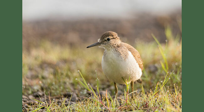Элвис Антсон Фотограф. Птицы Костромской области.. Половой диморфизм у перевозчиков отсутствует: самки и самцы выглядят одинаково. Брюшко птиц окрашено в белый цвет, а верхняя часть покрыта бурыми узорами. Белый клин между зобом и крылом – отличительная черта перевозчиков. В полёте на верхней стороне раскрытых крыльев можно увидеть белую полосу – это очень красиво. Клюв и ножки у этого куличка короче, чем у других представителей семейства бекасовых. При ходьбе перевозчик постоянно покачивает коротким хвостиком, как балансиром, напоминая трясогузку. Естественными врагами перевозчиков являются соколообразные хищники, совы, а также ласки. Человек тоже считается врагом, развивая инфраструктуру городов, протягивая линии электропередач, он сокращает у птиц места для гнездования. Мусор, оставленный человеком, в виде пластика, птицы принимают за съедобное и погибают.