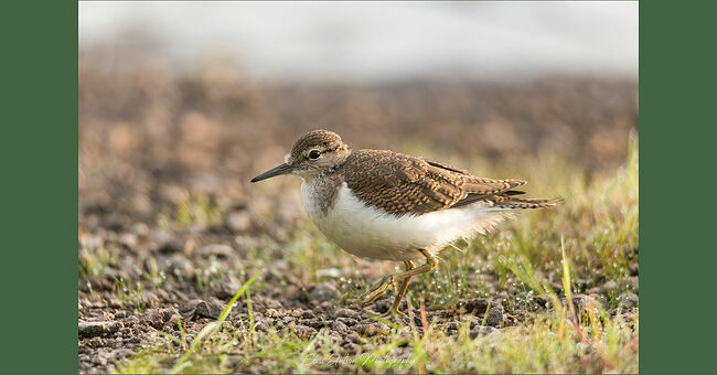 Элвис Антсон Фотограф. Птицы Костромской области..