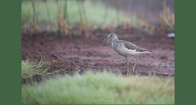 Элвис Антсон Фотограф. Птицы Костромской области..