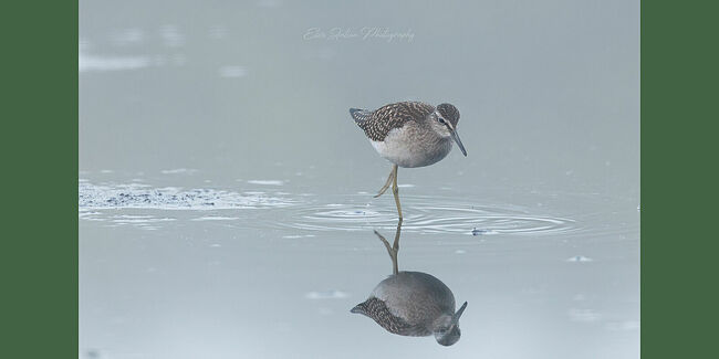 Элвис Антсон Фотограф. Птицы Костромской области..