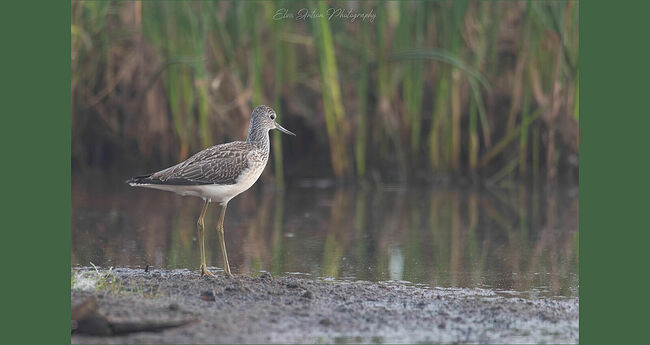 Элвис Антсон Фотограф. Птицы Костромской области..