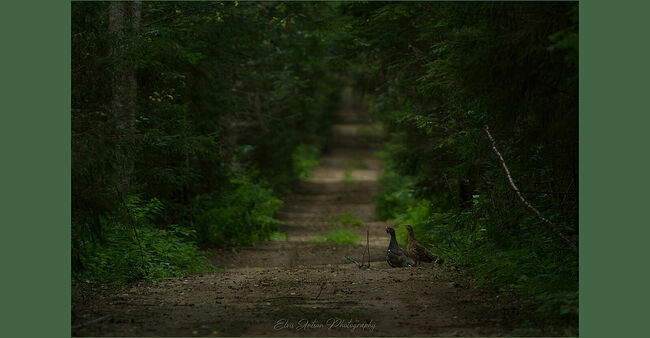 Элвис Антсон Фотограф. Птицы Костромской области.. Глухарь (Tetrao urogallus) Крупная птица из семейства фазановых, отряда курообразных.