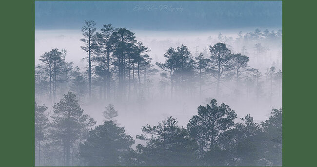 Элвис Антсон Фотограф. Очарование лесных болот.