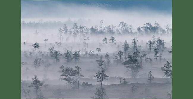 Элвис Антсон Фотограф. Очарование лесных болот.