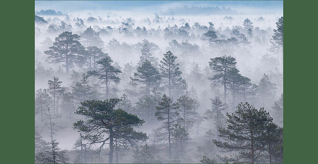 Элвис Антсон Фотограф. Очарование лесных болот.
