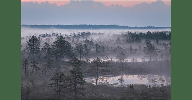 Элвис Антсон Фотограф. Очарование лесных болот.