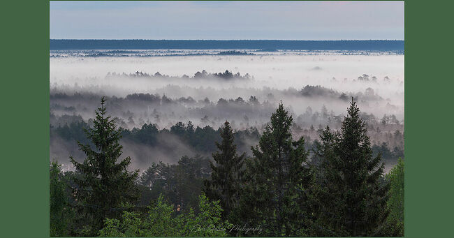 Элвис Антсон Фотограф. Очарование лесных болот.