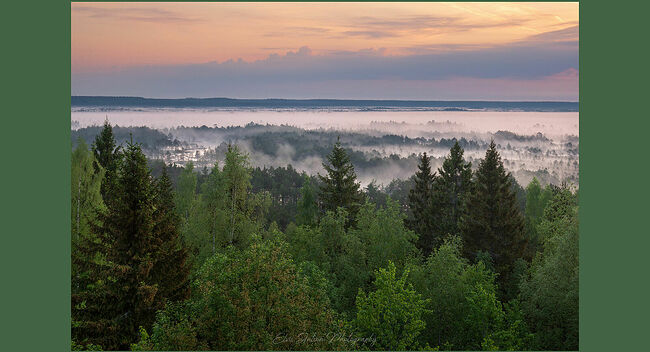 Элвис Антсон Фотограф. Очарование лесных болот.