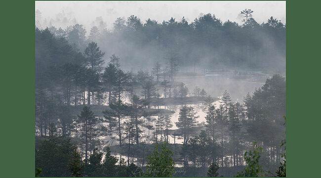 Элвис Антсон Фотограф. Очарование лесных болот.