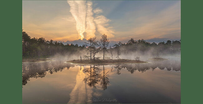 Элвис Антсон Фотограф. Очарование лесных болот.