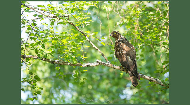 Элвис Антсон Фотограф. Птицы Костромской области.. Осоед (лат. Pernis apivorus) — хищная птица среднего размера из семейства ястребиных. Знакомьтесь: осоед. Это беркут, который не охотится на домашнюю птицу. Птица занесена в Красные книги многих областей и республик России, а также различных стран. Он потихоньку исчезает: браконьеры отстреливают его из-за красивых крыльев; застройщики вырубают леса, в которых привыкли жить осоеды; использование ядохимикатов убивает диких пчёл и ос, снижая кормовую базу. Да, питается птица личинками, куколками ос, диких пчёл и шершней, поэтому и называется осоедом. Голова и ноги его покрыты толстой кожей, также на голове и шее растут очень плотные чешуевидные перья, которые образуют своеобразную кольчугу – защиту от разъярённых полосатых насекомых. Перья в случае опасности покрываются вонючим секретом, который отбивает у насекомых желание нападать. Осоед терпелив. Он может очень долго наблюдать за осами и пчёлами, и по звуку определять, летит насекомое в гнездо с провиантом или из гнезда налегке. Выследив, где находится гнездо, дело остаётся за малым – разворошить его и достать «вкусное». Пальцы осоеда одинаковой длины, с чёрными когтями, предназначенными для откапывания личинок. Если любимая еда отсутствует, то птица охотится на маленьких ящериц и лягушек. Птицы моногамны, пару создают на всю жизнь. Брачный период начинается весной, недели через три, после возвращения из Африки. Пары каждый год строят новое гнездо или могут занять чужое свободное. Гнездо осоед маскирует ветками с зелёными листьями высоко в кроне дерева. В кладке обычно два, редко три яйца. Высиживают оба родителя - попеременно. Осоед – птица средних размеров. Длина тела до 60 см, самки чуть крупнее самцов. Вес может доходить до килограмма. Размах крыльев достигает 1,2 м. Радужная оболочка глаз у взрослых особей ярко-лимонная, у молодых – коричневая. Лапы осоеда жёлтые. Отличительная черта от других хищных птиц: три полосы на хвосте - одна у основания и две внизу. Люди по незнанию истребляют осоеда, принимая его за другого хищника, опасного для домашней птицы. Осоеду, которого мне удалось сфотографировать, повезло: он поселился на особо охраняемой территории - в государственном заповеднике «Кологривский лес». Когда я и инспектор заповедника обнаружили птицу, она купалась в заболоченном водоёме. Заметив людей, осоед перебрался на дерево, сушить свою красивую «каштановую шубу».
