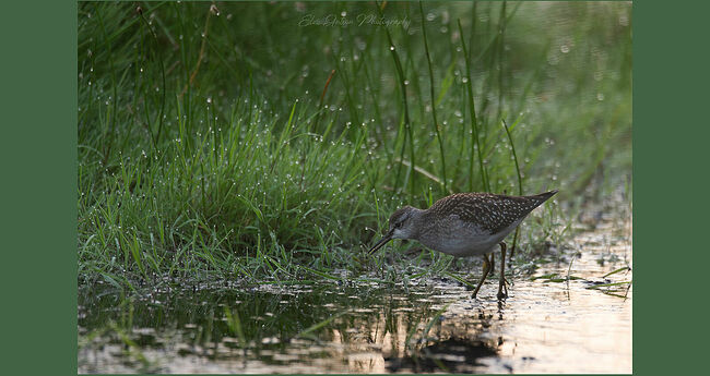 Элвис Антсон Фотограф. Птицы Костромской области..