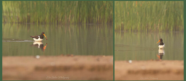 Элвис Антсон Фотограф. Птицы Костромской области..