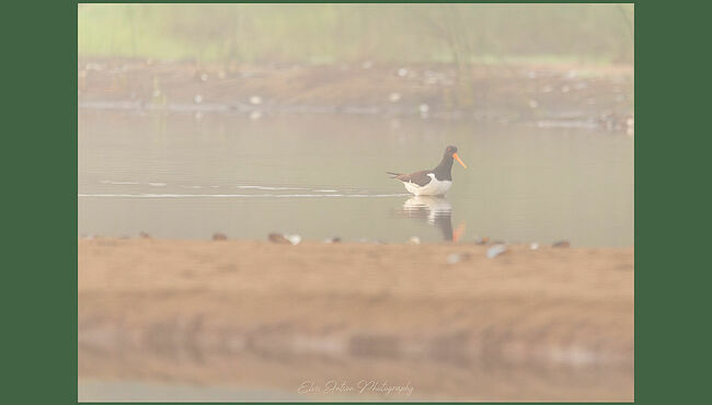 Элвис Антсон Фотограф. Птицы Костромской области..