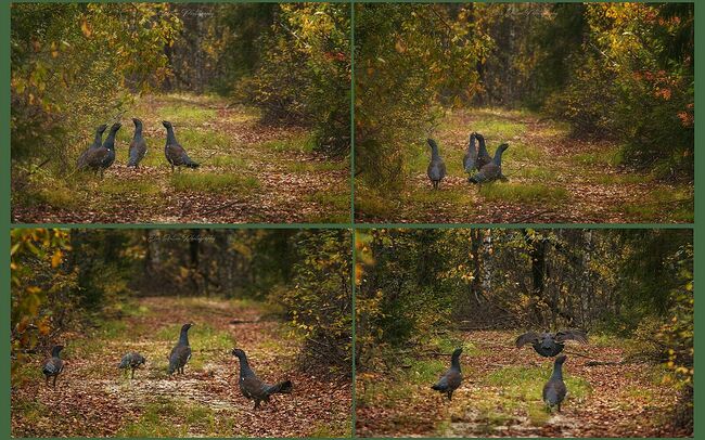 Элвис Антсон Фотограф. Птицы Костромской области..