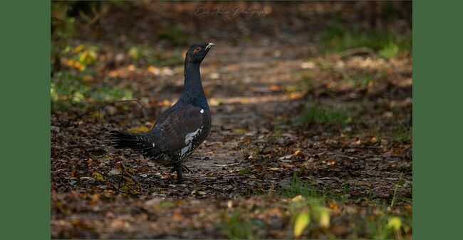 Элвис Антсон Фотограф. Птицы Костромской области.. Осенью глухарей часто можно встретить на лесных дорогах. На лесных дорогах глухари ищут мелкие камушки, называют их гастролитами. Так они готовятся к зиме.