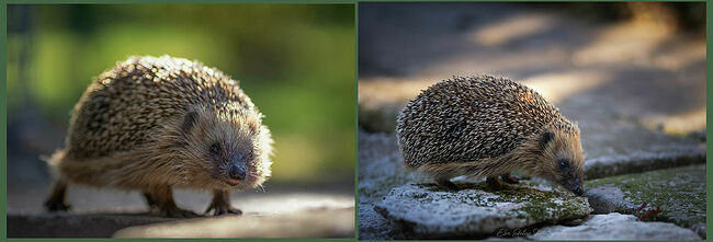 Элвис Антсон Фотограф. Ежиные истории. Каша есть?