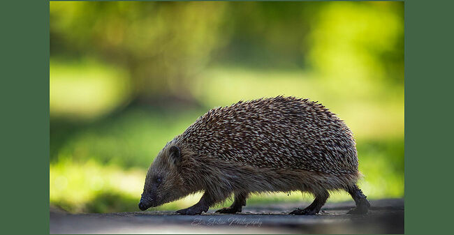 Элвис Антсон Фотограф. Ежиные истории. Ну-ну, что у вас тут вкусного? Угости! Не жадничай!