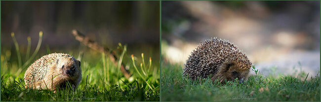 Элвис Антсон Фотограф. Ежиные истории. Ты кто? Фотограф? Стесняюсь. Не готовился я к съёмке.