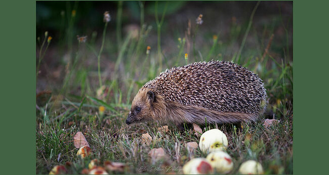 Элвис Антсон Фотограф. Ежиные истории. Ух ты, белый наливчик.