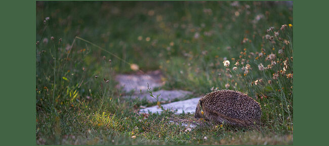 Элвис Антсон Фотограф. Ежиные истории. Пора домой!