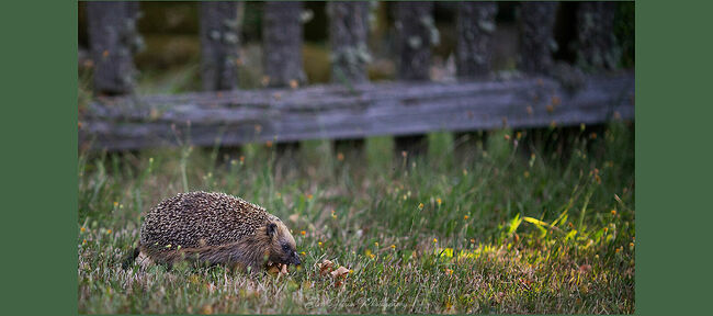 Элвис Антсон Фотограф. Ежиные истории. Последний луч солнца!