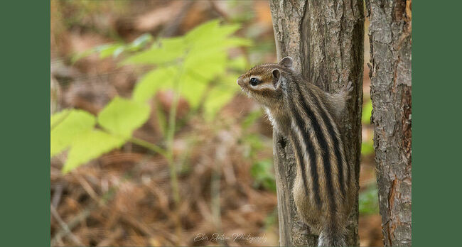 Элвис Антсон Фотограф. Новая встреча с бурундуком в Кологривском лесу.