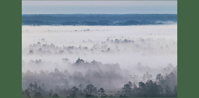 Элвис Антсон Фотограф. Очарование лесных болот.