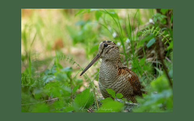 Элвис Антсон Фотограф. Птицы Костромской области.. Вальдшнеп (Scolopax rusticola) Бесспорно, вальдшнеп – один из самых примечательных представителей семейства бекасовых. Название этой птицы в переводе с немецкого означает «лесной кулик». На каждом крыле вальдшнепа имеется по одному «живописному перу”, располагаются эти чудо-перья на сгибах крыльев. Ещё в Древней Руси иконописцы использовали их для прорисовки тончайших линий. Вальдшнеп – мигрирующая птица. Имеет пёстрое оперение-камуфляж, как и многие гнездящиеся на земле птицы. Длинный клюв помогает добывать пищу из толщи земли. Интересно, как вальдшнеп выманивает червей. Он клювом легонько постукивает по земле или топает, имитируя капли дождя, чтобы черви и другие беспозвоночные поднялись к поверхности, где их проще достать. У птицы большие выпуклые глаза, несколько сдвинутые к затылку, что позволяет вальдшнепу иметь обзор в 360 градусов. Эти удивительные птицы способны врачевать свои раны. Если задела дробь, или удалось вырваться из лап лисицы, тогда вальдшнеп накладывает на рану особый «пластырь» - смесь мха, травы и глины, и значит, заражение ему не грозит. Это тоже очень интересный факт. Кормятся птицы ночью, а днём прячутся. И поскольку вальдшнепы ведут ночной образ жизни, то снимок, сделанный мной в дневное время, я считаю огромной удачей. Птица не боится и смотрит в объектив. А дело было так… Пришёл я утром поснимать рябчика, но рябчик меня вниманием не удостоил. А я продолжал ожидать в укрытии. Вдруг стало слышно, что кто-то шуршит в траве и приближается ко мне. И вот она, неожиданность – к моему укрытию вышел вальдшнеп. Я сделал редкий кадр и даже снял небольшое видео. И день удался! Птиц ведёт многовековой инстинкт: они каждую весну спешат в родные места, туда, где родились и встали на крыло. Кологривский лес богат и щедр. И кто знает, какие ещё встречи ждут меня впереди? Я получил огромное удовольствие от созерцания дикой природы Кологривского леса. И каждый миг, проведённый на природе, бесценен.